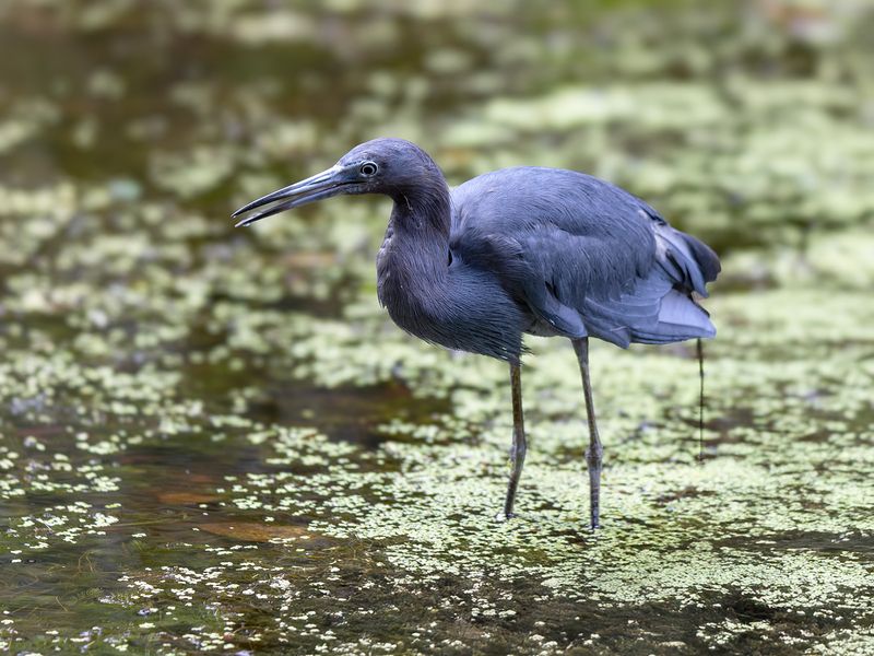 Малая голубая цапля фото превью