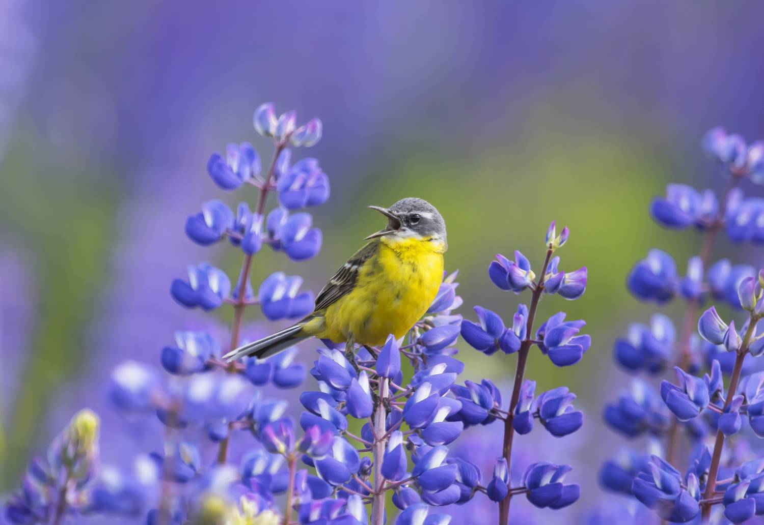 Трясогузка, люпины, птицы, Киров, галина новинская