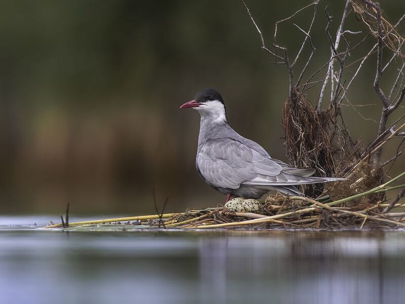 Белощечки фото превью