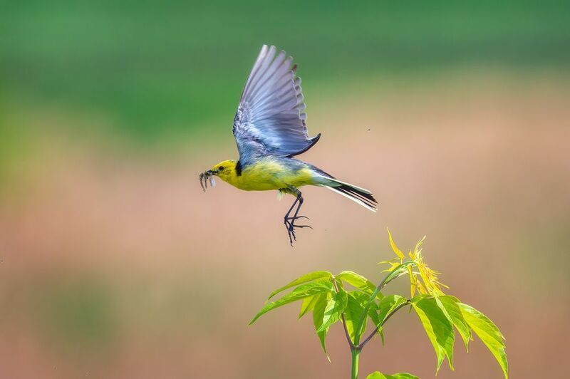 пермский край, птицы, трясогузка, желтая трясогузка, варакушка, горихвостка ,фотоохота Птицы с едой фото превью