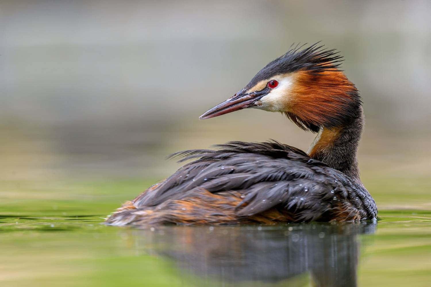 , Пупонин Сергей