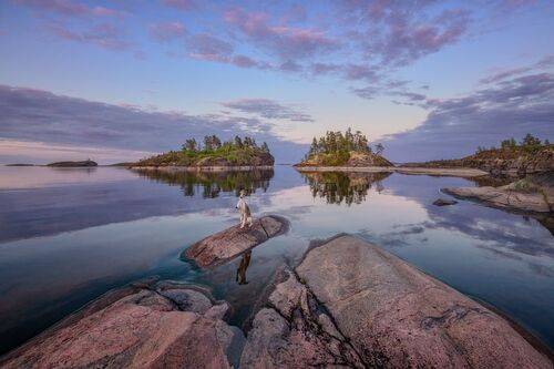 Киты...Собаки... и др...