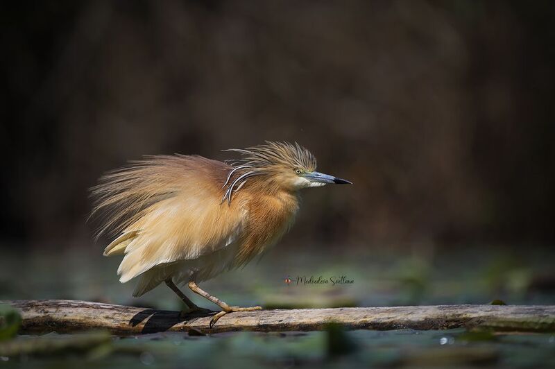 Пёрышко к пёрышку. фото превью