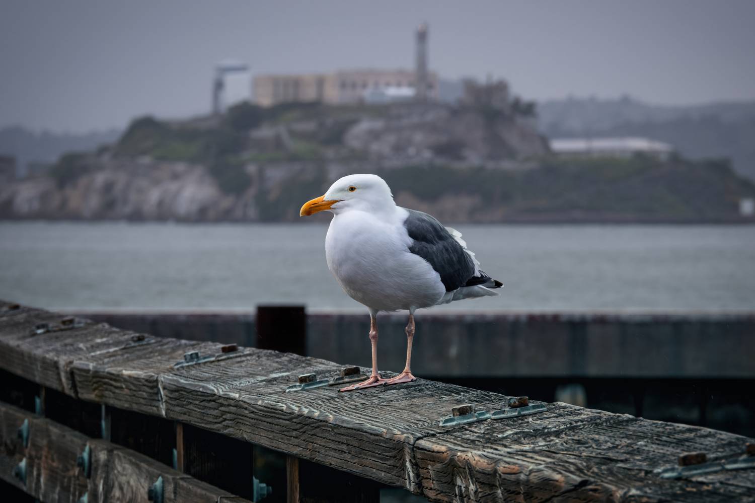 #Bird #Gulls #Beak #Lari #Seabird #Vertebrate #Wing #Black #Western gull #Feather, Shpek Andrey
