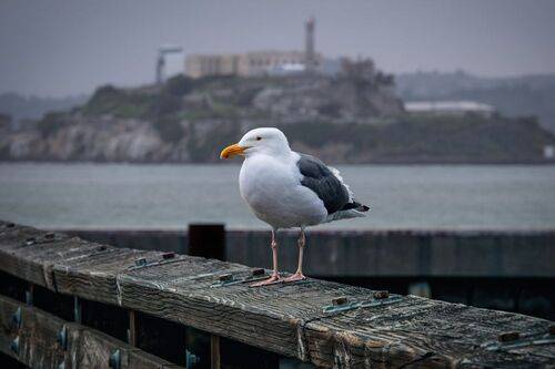 Alcatraz Seagull