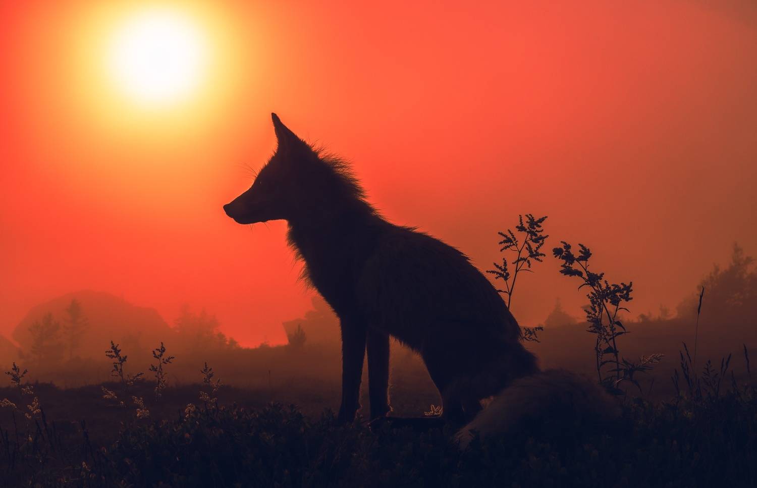 лиса, Силантьев Даниил