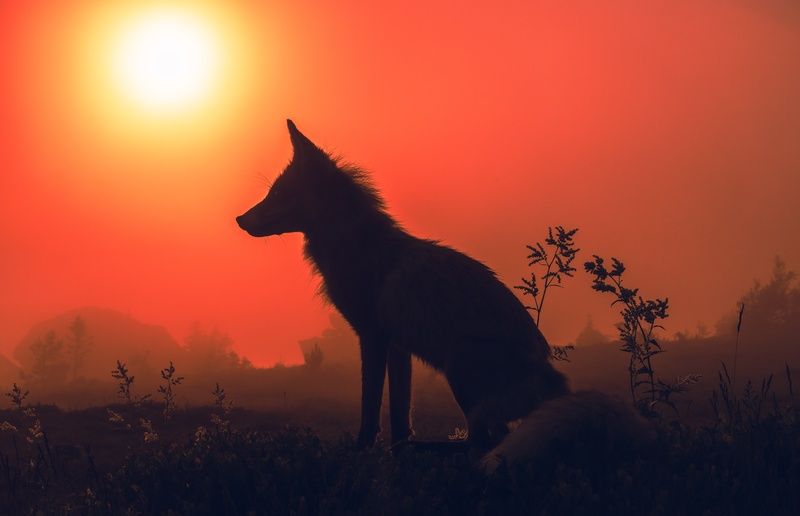 лиса Лиса на Дальнем Таганае фото превью