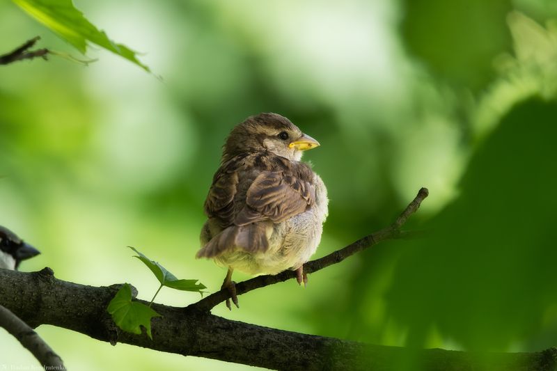 воробей Воробушки фото превью