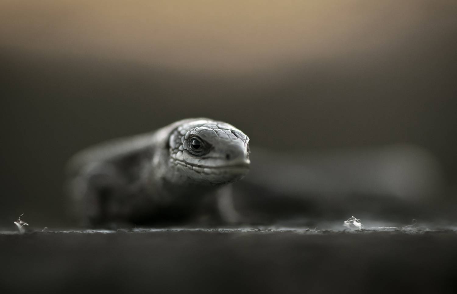 , Макеев Алексей