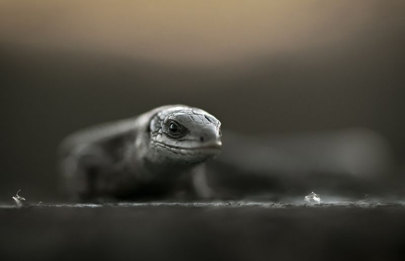 ... фото превью