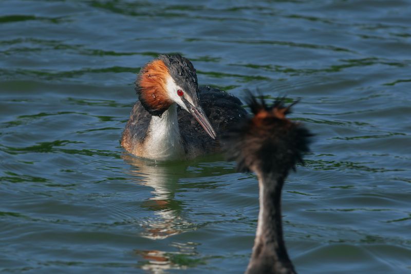 большая поганка, чомга, podiceps cristatus, great crested grebe - Ах, как я зол, как я зол... фото превью