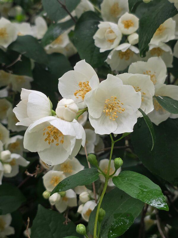 Чубушник Чубушник райский  2 фото превью