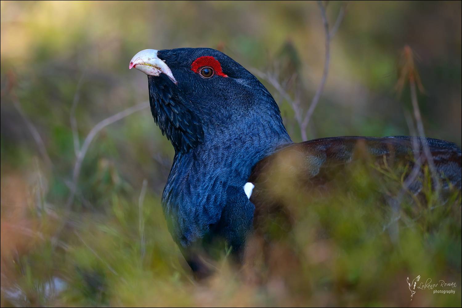 , Лобанов Роман