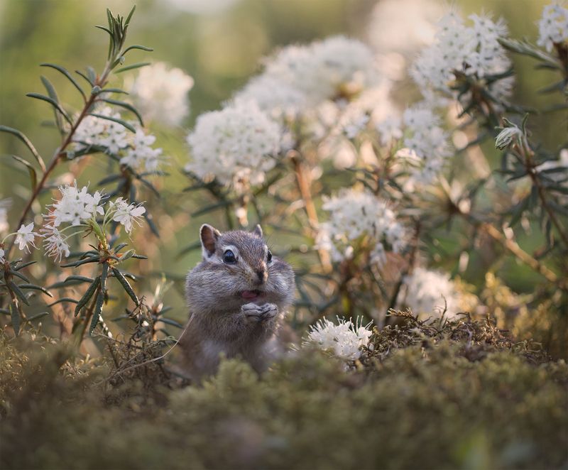 нерюнгри, бурундук, багульник, якутия, дикие_животные, женялевина, евгениялевина, животныеякутии, бурундукиибелкилевиной Где-то на сопках багульник цветёт... фото превью