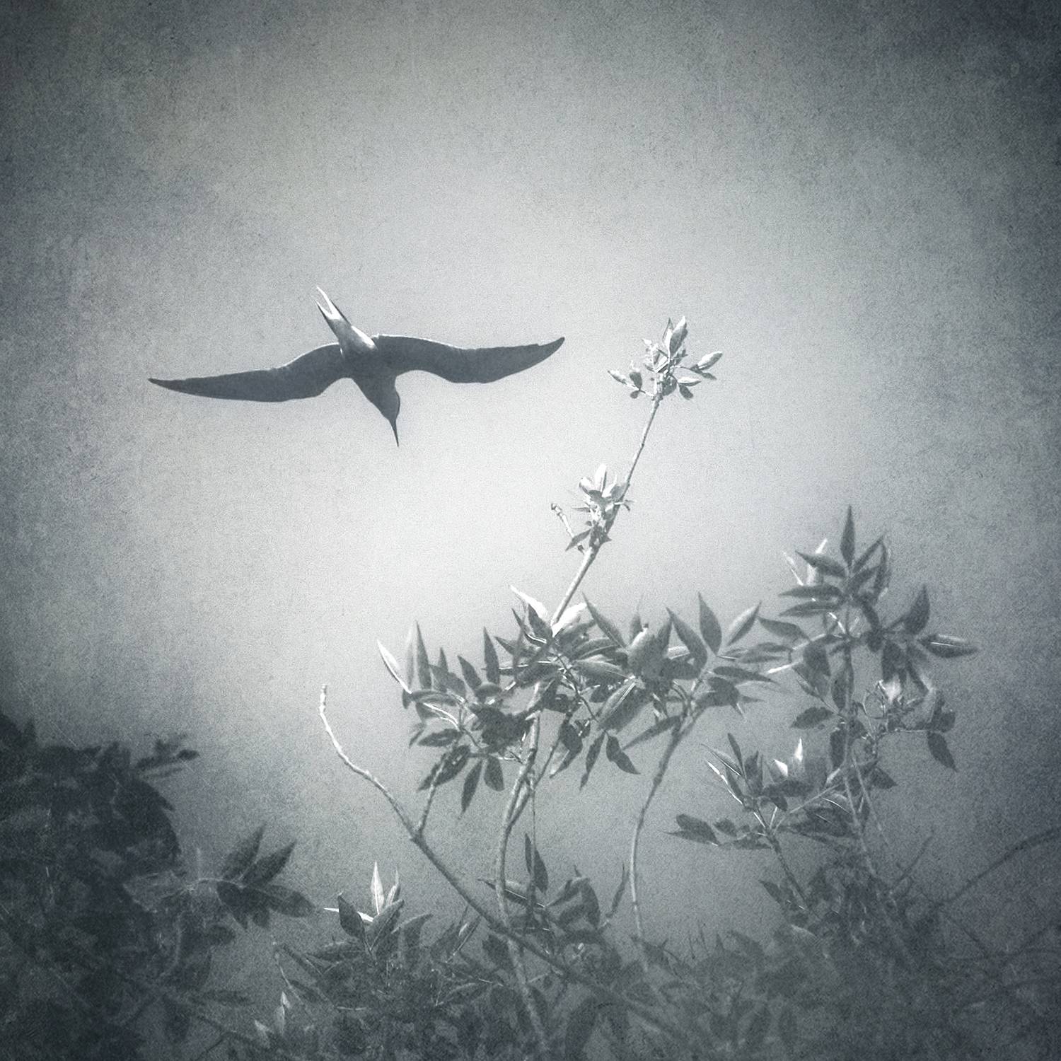 чб, пикториализм, Сергей Кот