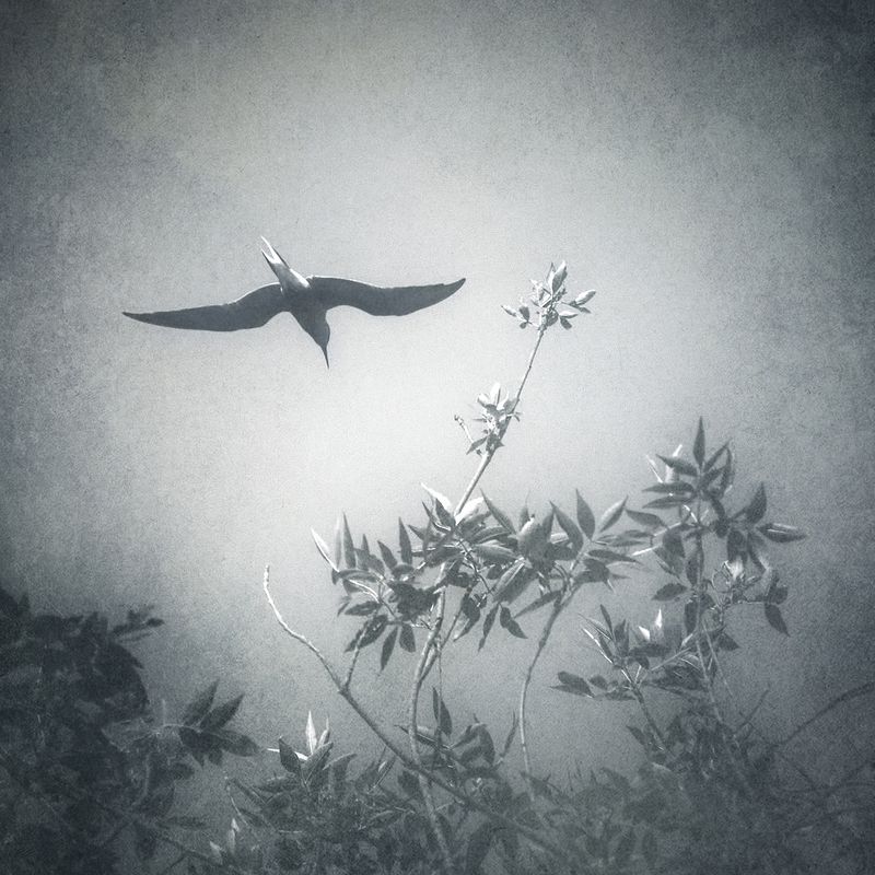 чб, пикториализм Полёт. фото превью