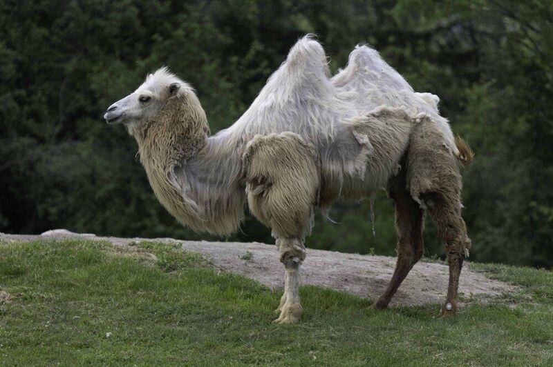 Bactrian camel фото превью