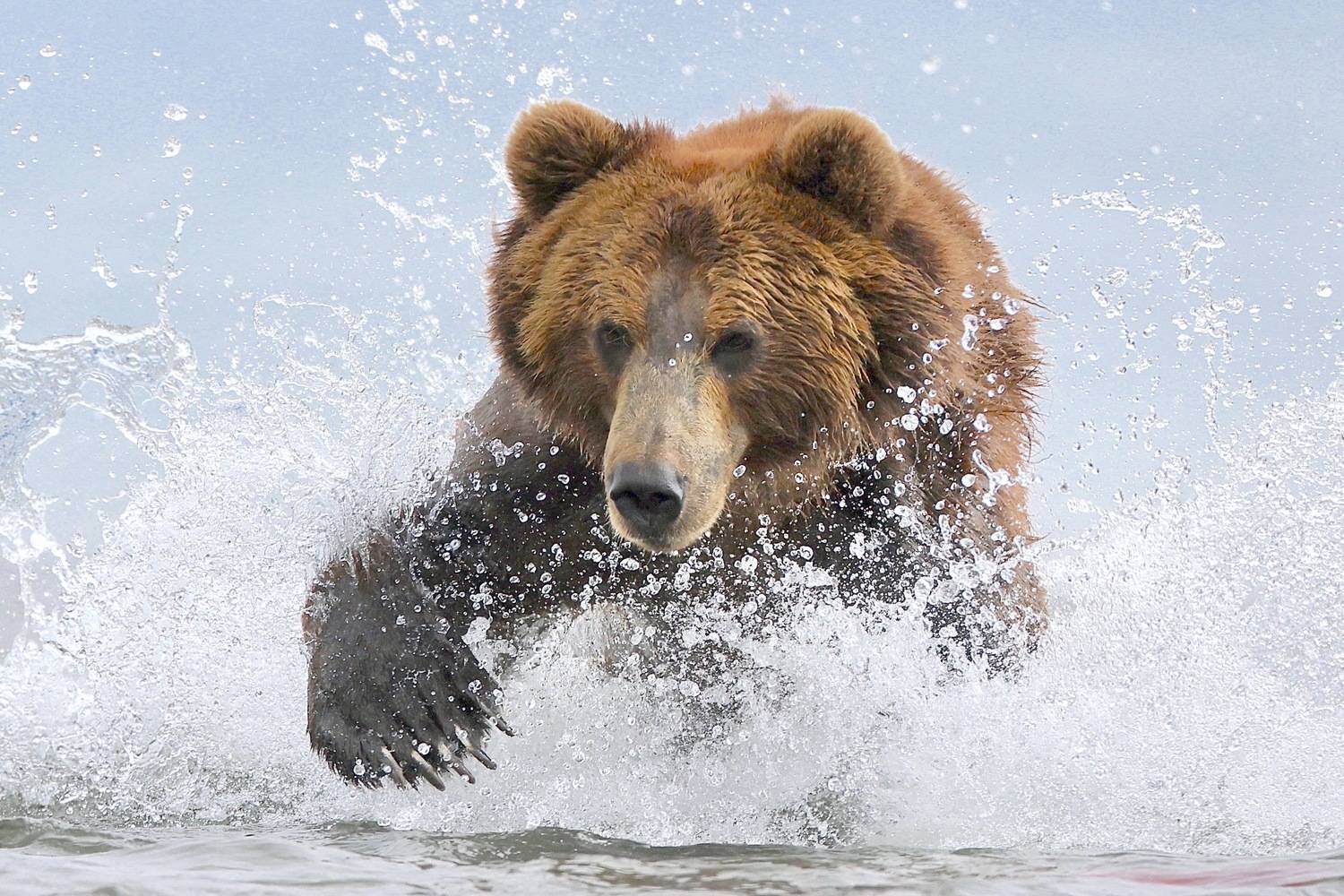 , Голубков Леонид