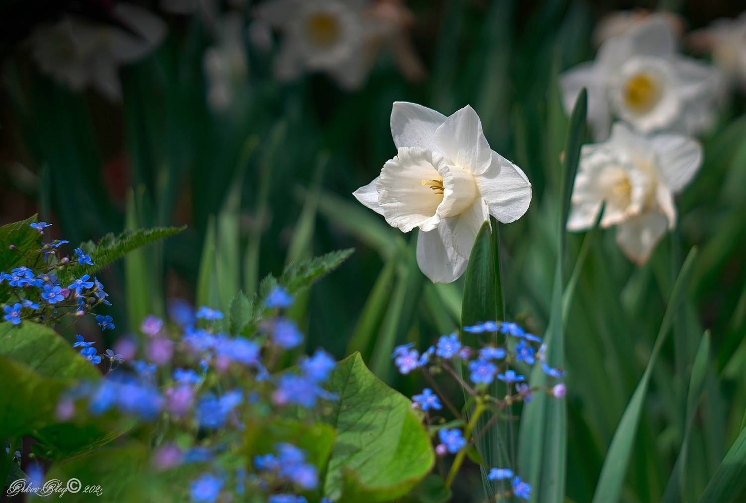 , Орлов Олег