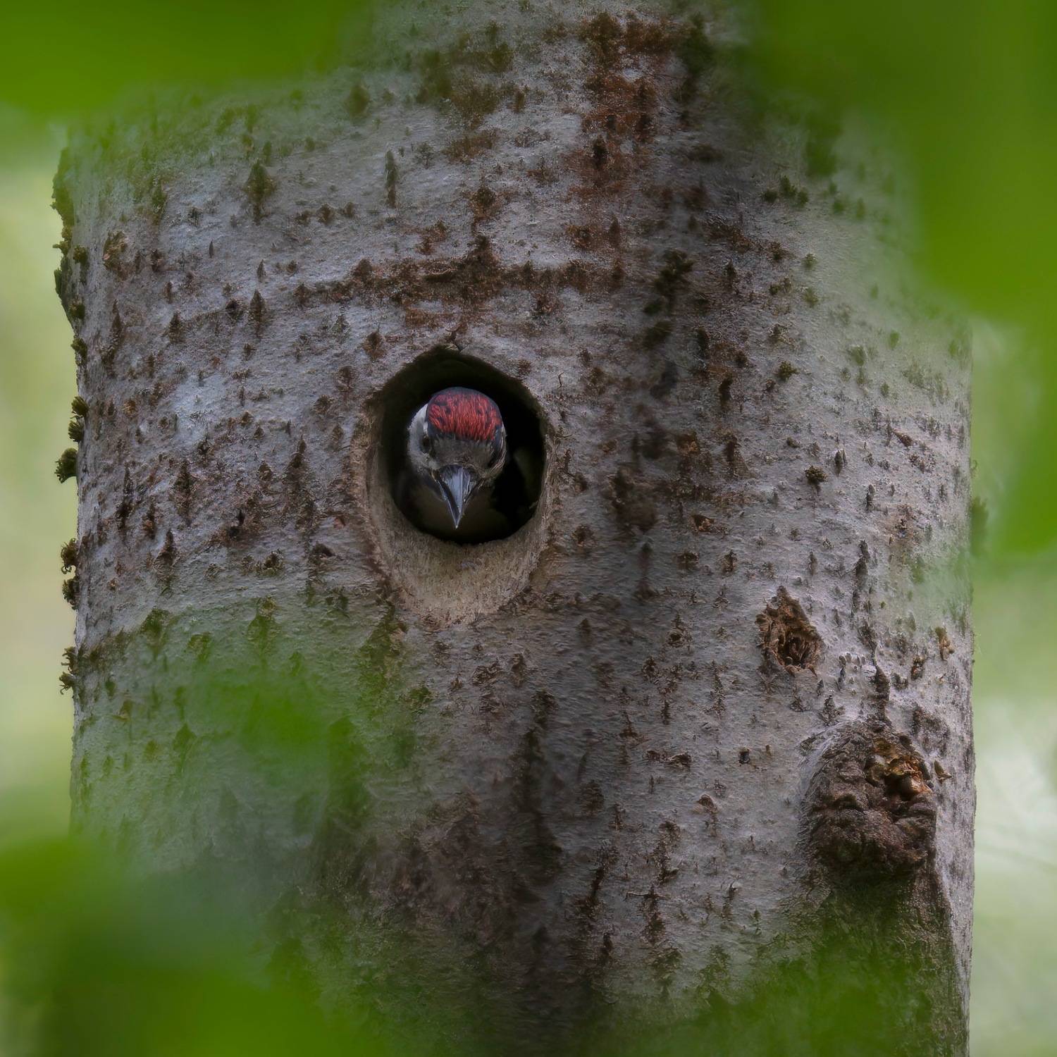 , Ширгин Сергей