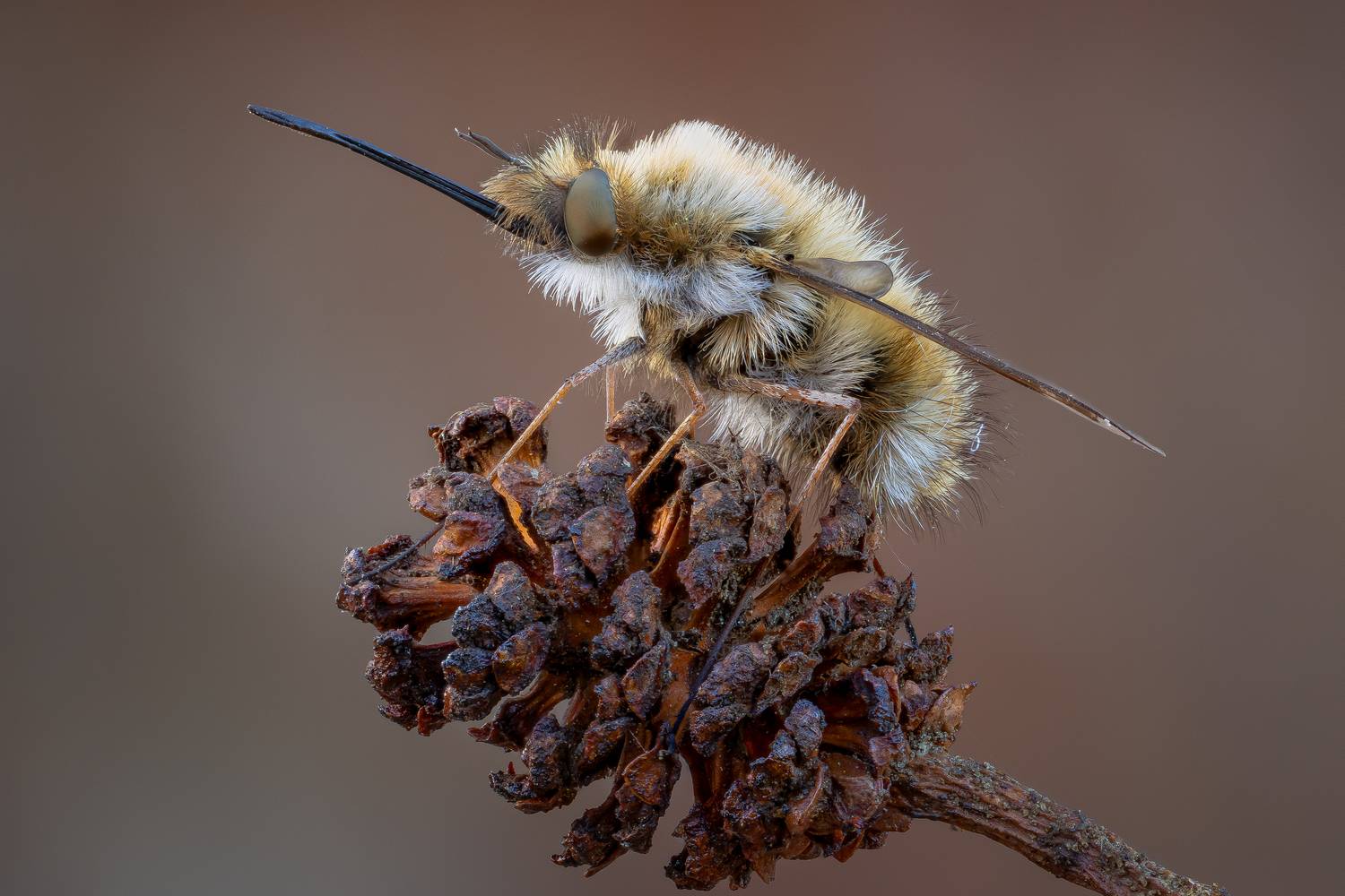 , Кузнецов Дмитрий