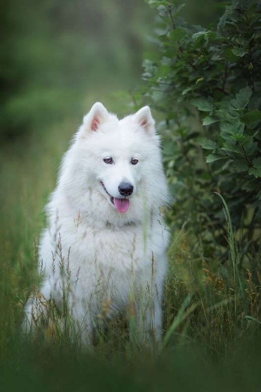 Джесси - белый и пушистый комок дружелюбия! фото превью
