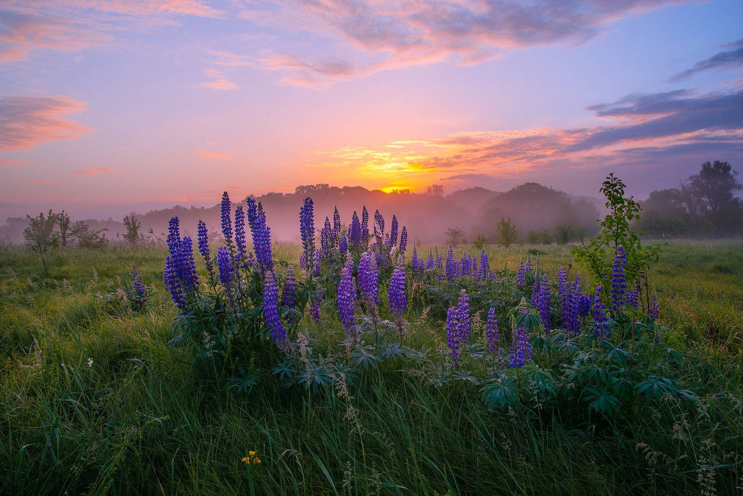 , Роман Игнатьев