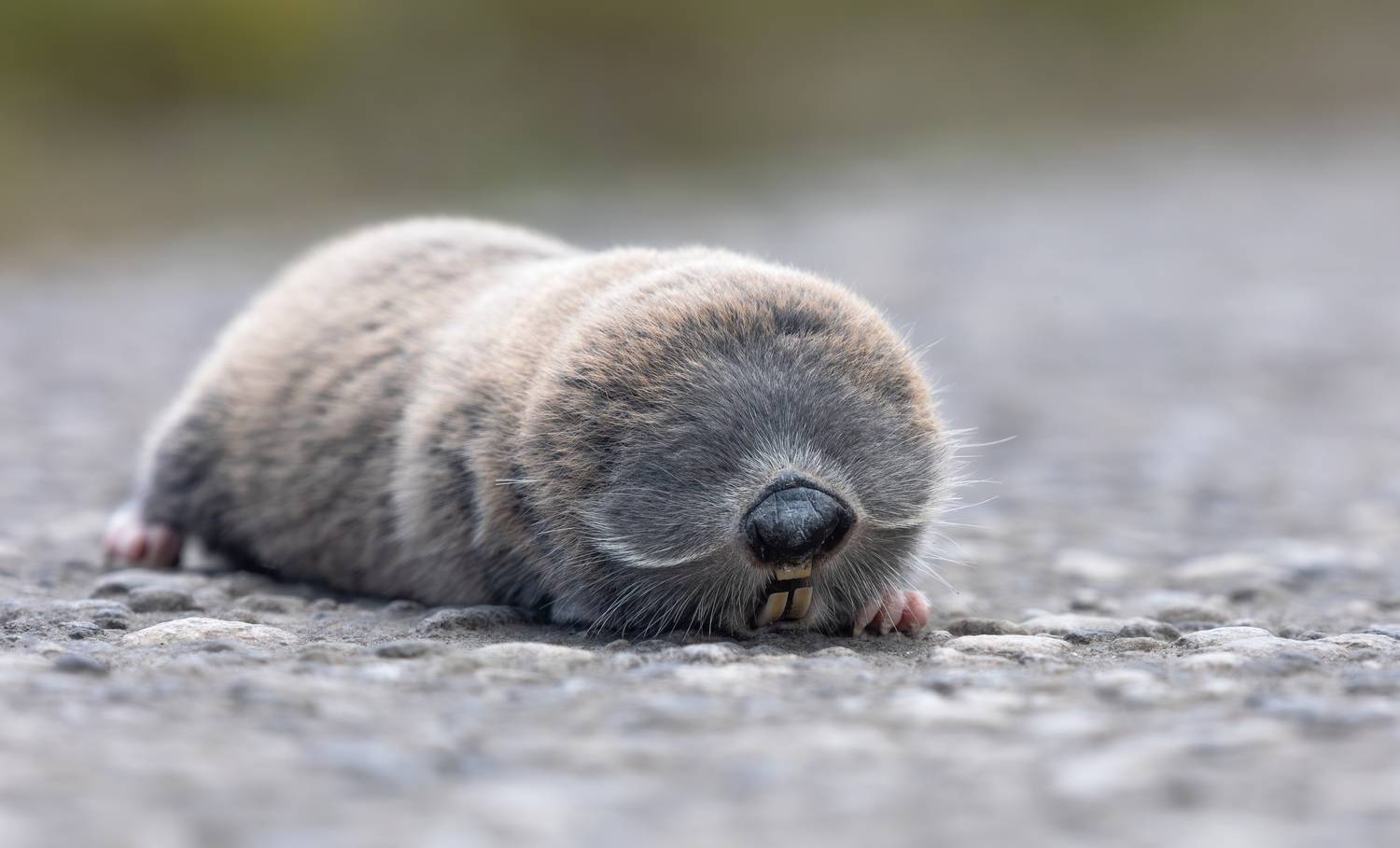 , Веревченко Михаил