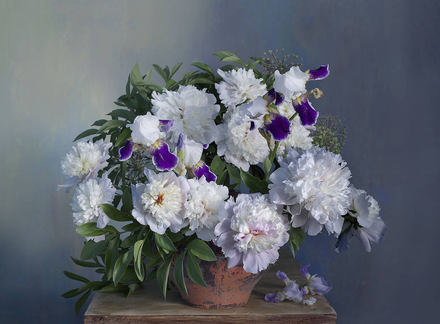 натюрморт, цветы, вера павлухина, пионы, лето., Вера  Павлухина