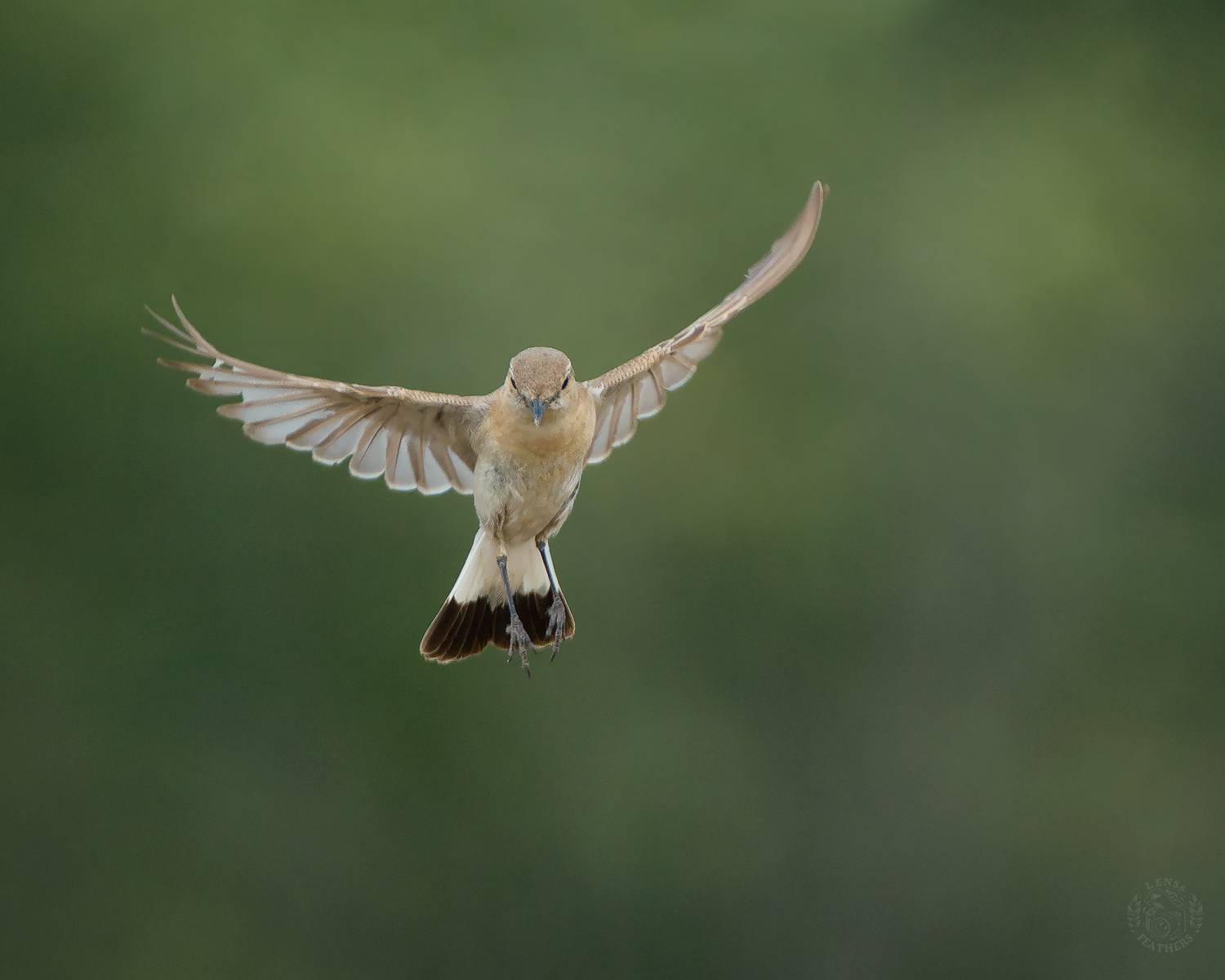 , Евгени Стефанов