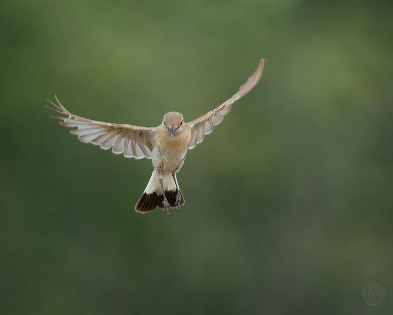 Северная каменка семья - Lens and Feathers фото превью