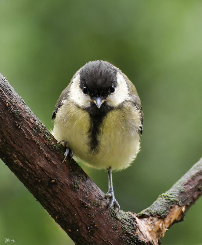 Грозный малыш) фото превью