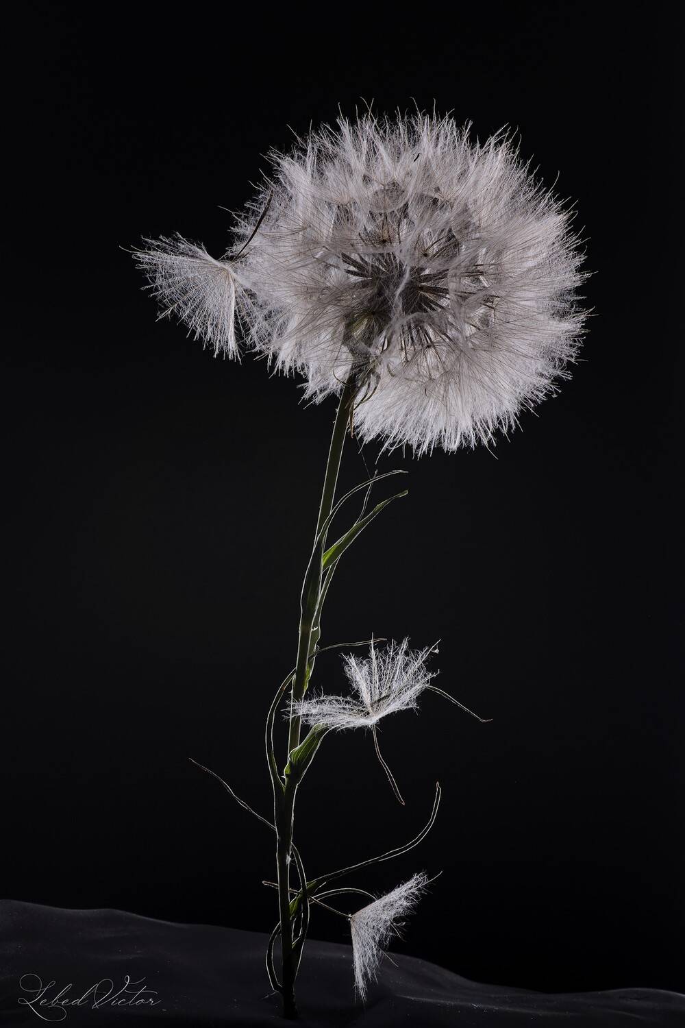 , Виктор Лебедь