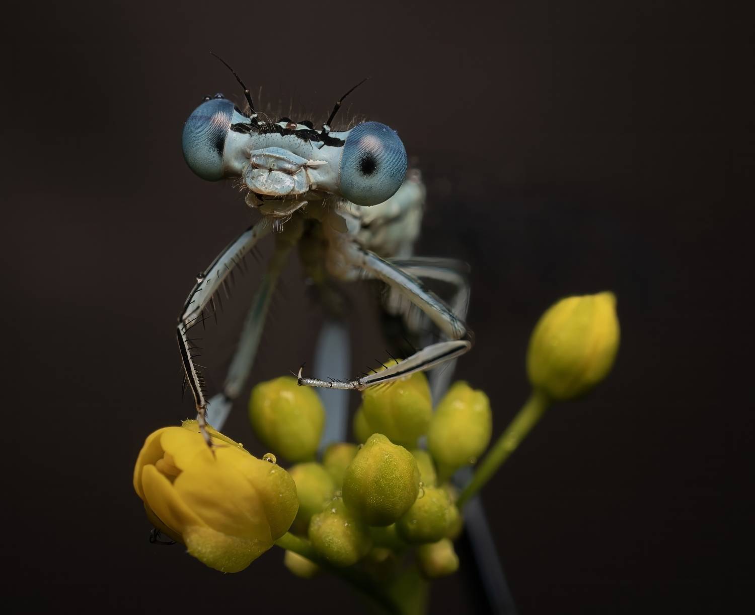, Людмила Железнова