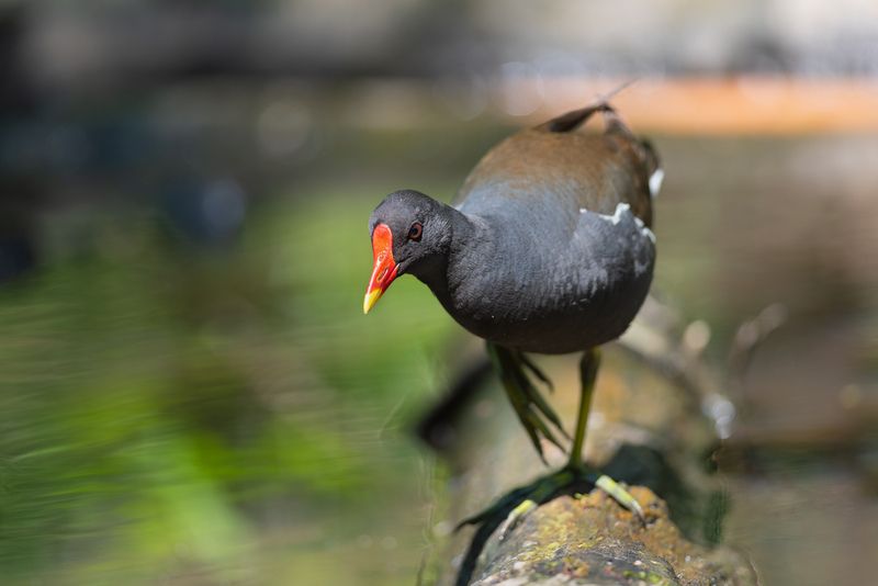 камышница, камышницы, водяная курочка, птица, птицы, лето, новосибирск, фотоохота Про водяных курочек фото превью