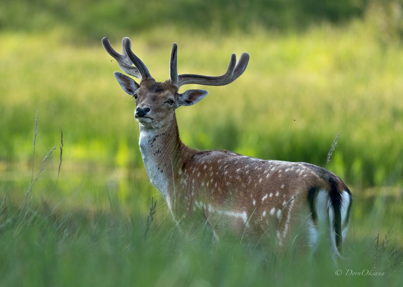 пятнистый, олень, лань, fallow deer,  рогатые, животные, horned animals Тот, кто стоит в тени фото превью