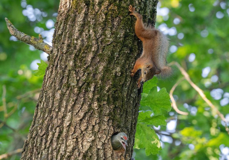 белка, животные, птицы, дятел, фотоохота, весна, лето, птенцы Гостья фото превью