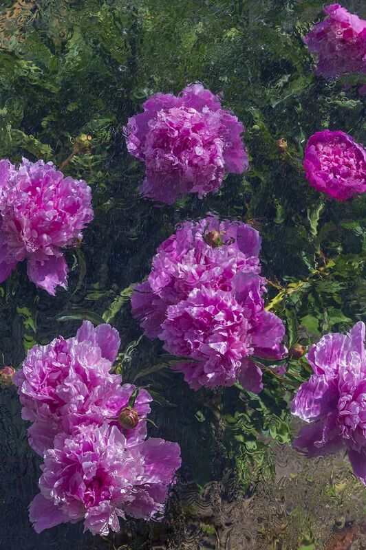 пионы. Пионы. фото превью