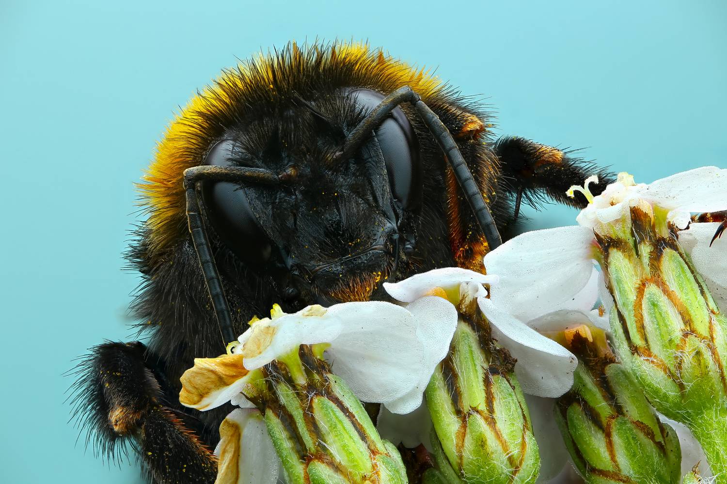 макро,природа,животное,шмель,беларусь,растение,трава,цвет,синий,цветок, Шаповалов Андрей
