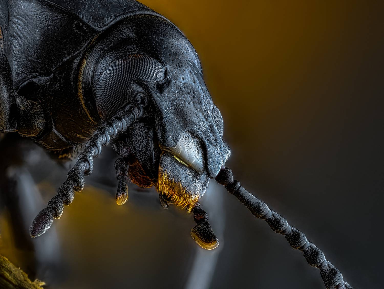 , Олег Савицкий