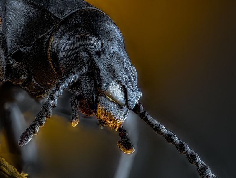 Зоофобус. фото превью