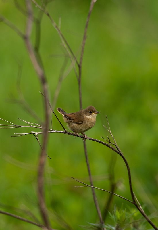 Слеток серой славки фото превью