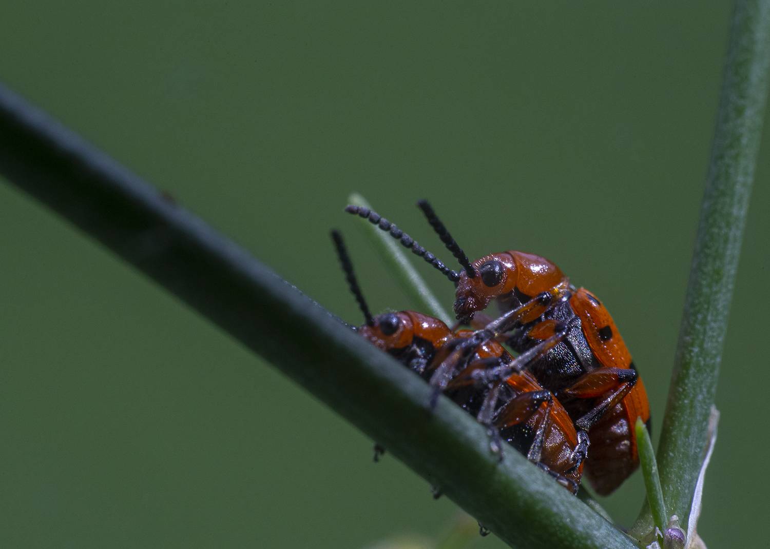 жучки., Анкудинов Леонид