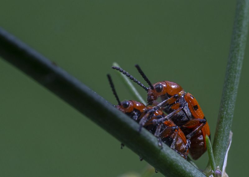 жучки.  фото превью