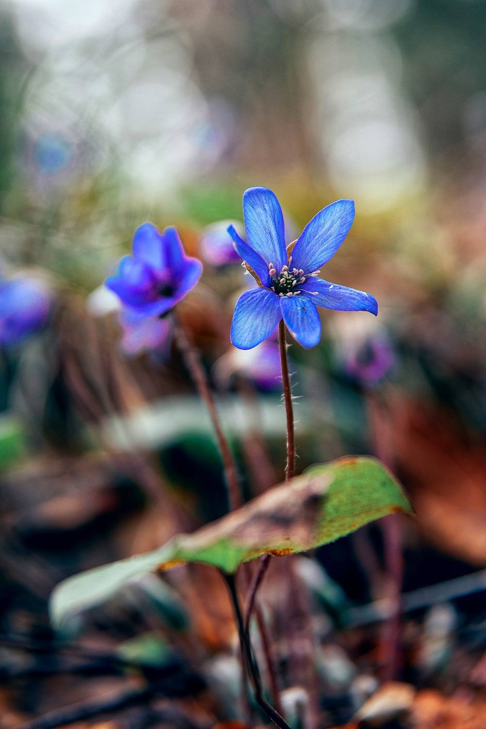 , Маринов Сергей