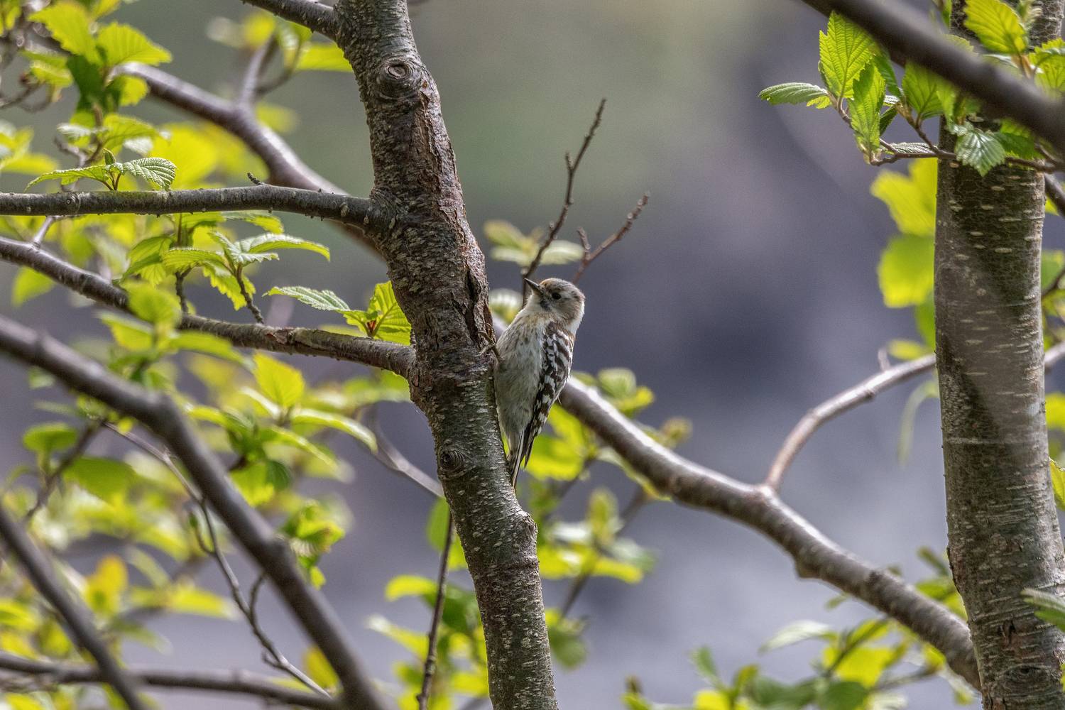 , Гусева Елена