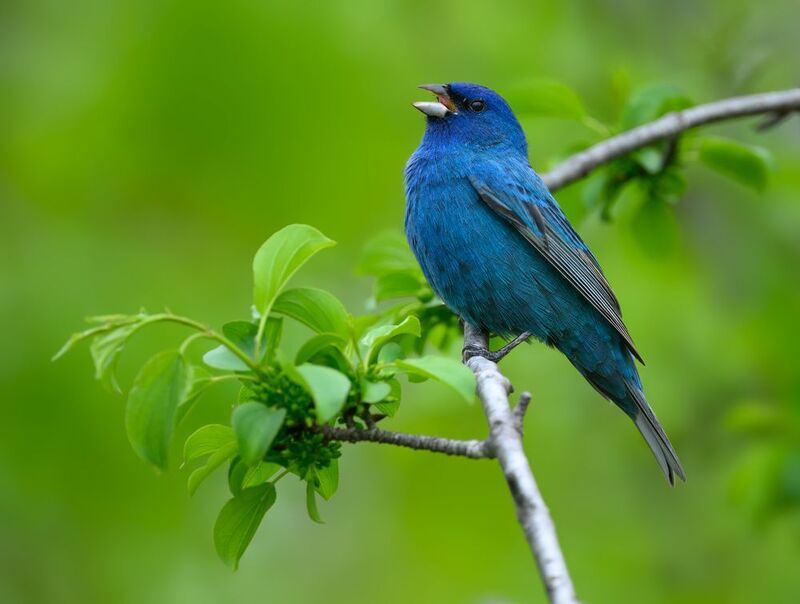 Indigo Bunting (m) фото превью