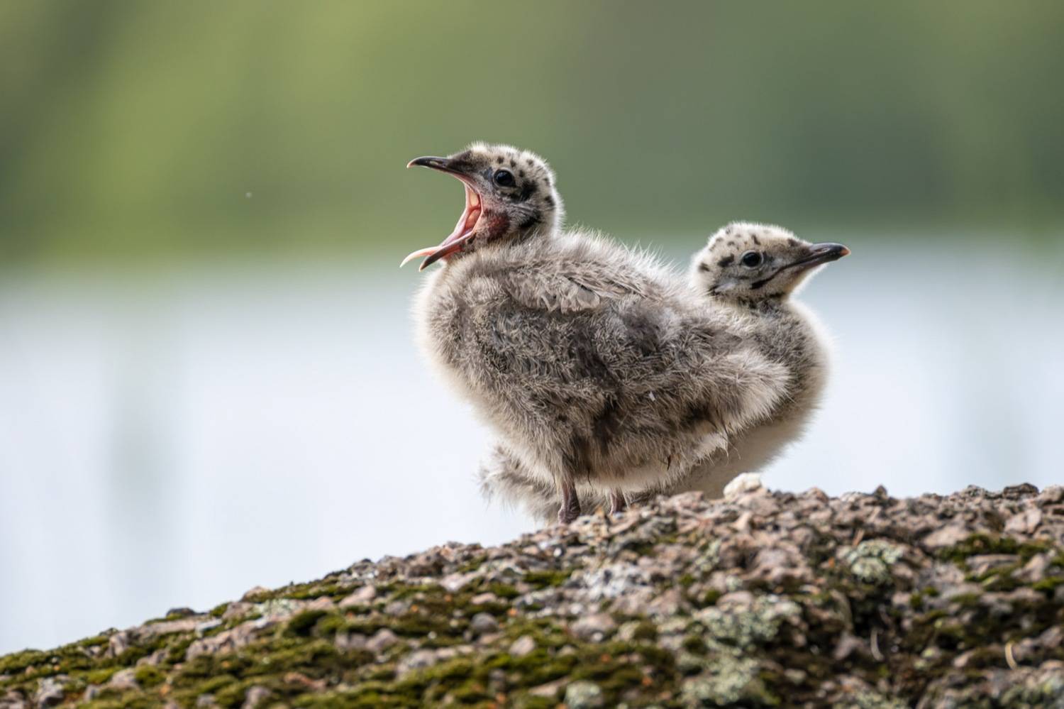 сизая чайка, чайка, птенцы, птенец, птицы, Руслан Pl