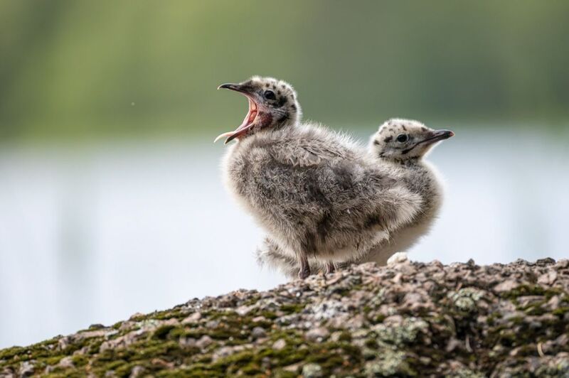 сизая чайка, чайка, птенцы, птенец, птицы Пора спать! фото превью
