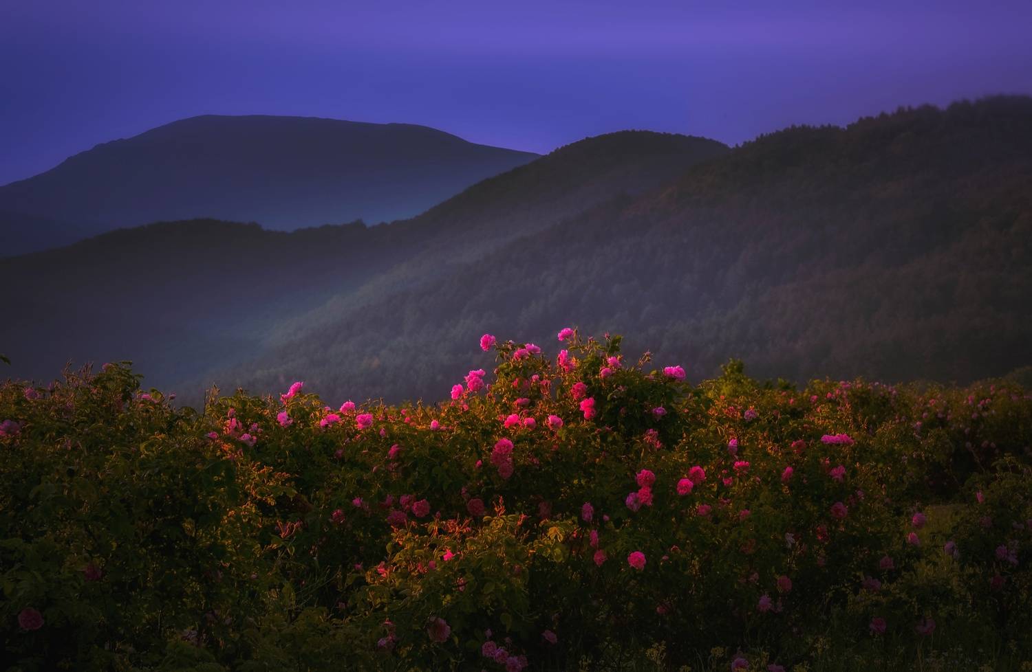 , Юлияна Стоянова